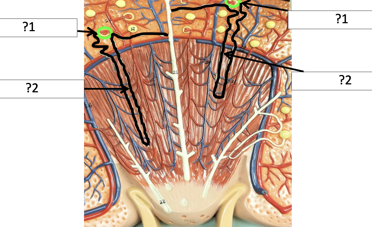 <p>1 Name the structure?</p>