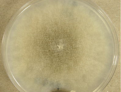 <p>zygomycosis in severely debilitated patients, ear infections, allergies. </p><p>rapid growth, wooly, white at first then becomes gray, reverse: pale</p>