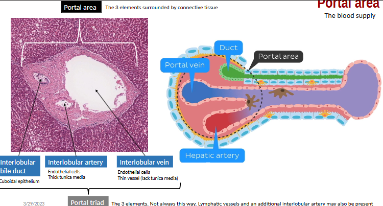 <ul><li><p>CT cont. w/ <strong>fibrous capsule of Glisson</strong></p></li><li><p>portal space/area → <strong>portal triad</strong></p></li><li><p>contains: BV, nerves, lymphatics vessels (thoracic duct), bile ducts</p></li></ul><p></p>