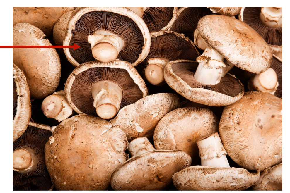 <p>What is this</p><p>What kingdom</p><p>Through what cell does this organism reproduce</p>