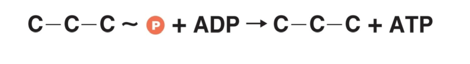 <p>An enzyme transfers a high-energy phosphoryl group (PO4-) from a donor substrate directly to ADP to make ATP</p>