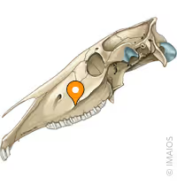 <p>Longitudinal ridge extending from the zygomatic arch along the maxilla.</p>