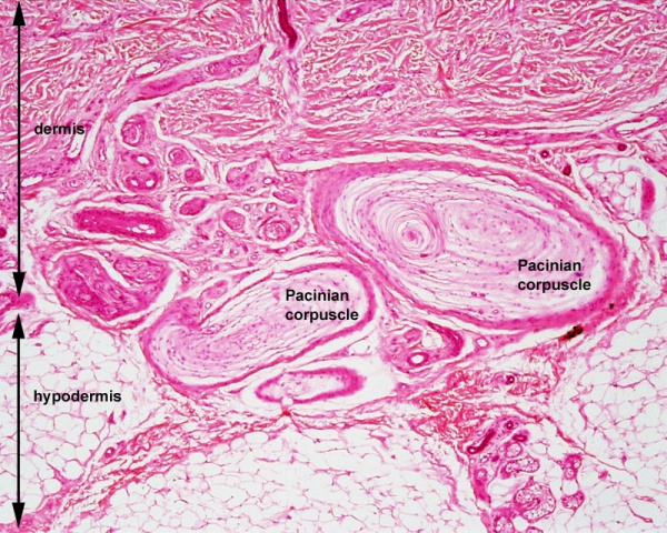 <p>Pacinian Corpuscle</p>
