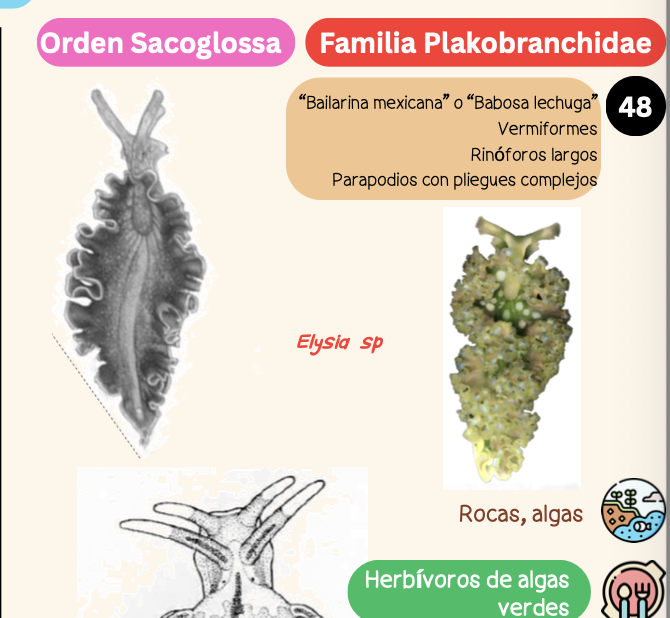 <p><strong>FILO </strong>Mollusca<strong><br>CLASE </strong>Gastropoda<br><strong>SUBCLASE </strong>Heterobranchia<br><strong>ORDEN </strong>Sacoglossa<br><strong>FAMILIA </strong>Plakobranchidae<br><strong>GÉNERO </strong><em><u>Elysia sp</u></em><strong><br>CARACTERÍSTICAS </strong><br><strong>RÁDULA </strong>Raquiglosa<strong><br>ALIMENTACIÓN </strong>Herbívoros de algas verdes<strong><br>HÁBITAT </strong>Rocas, algas</p>