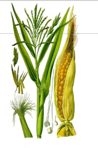 <p>kukuřice setá</p>