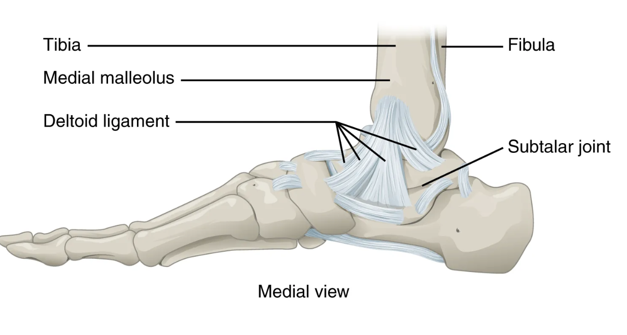 <p>articulation between the talus and calcaneus bones of the foot; allows motions that contribute to inversion/eversion of the foot</p>