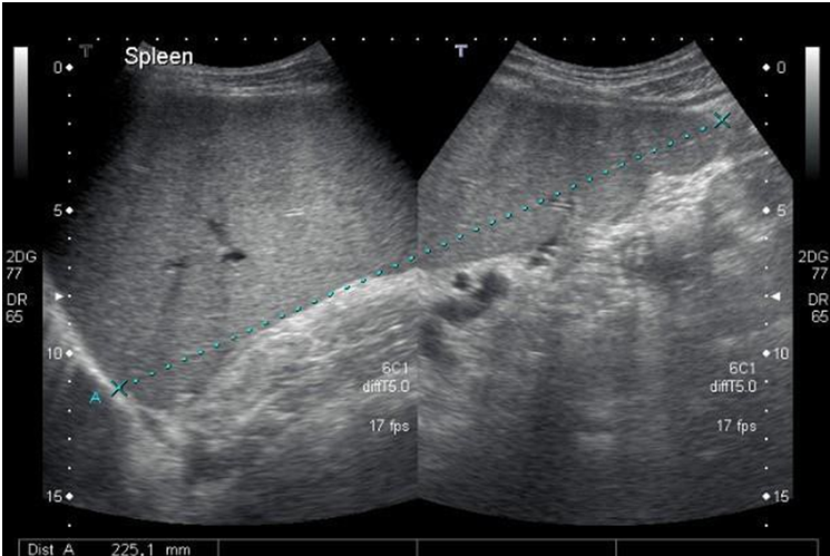 <p>What pathology is this</p>
