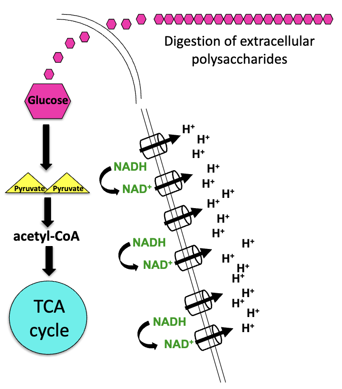 <p>donating electrons to an electron transport chain; it also helps create proton motive force</p>