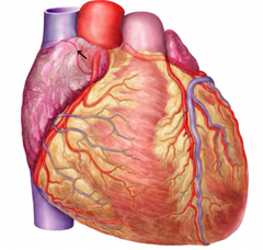 <p>Identify the structure</p>