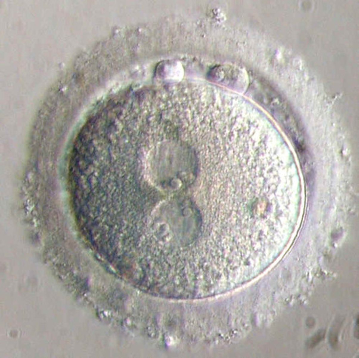 <p>The fertilised egg/ovum.</p>