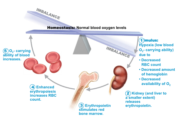 <ul><li><p>hemorrhage, blood loosing-injury</p></li><li><p>insufficient hemoglobin (e.g., iron deficiency)</p></li><li><p>reduced availability of oxygen (e.g., high altitude)</p></li></ul><p></p>