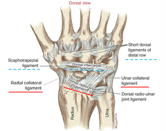 <p>Dorsal radiocarpal ligament</p><p>Radial collateral ligament</p><p>Palmar radiocarpal ligament</p><p>TFCC (ulnar collateral ligament)</p>