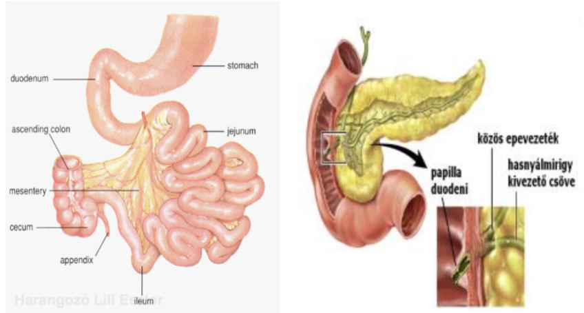 <ul><li><p style="text-align: justify;"><span style="background-color: transparent;"><em>Intestinum tenue</em></span></p></li><li><p style="text-align: justify;"><span style="background-color: transparent;">Kb. <strong>5 m</strong> hosszú</span></p></li><li><p style="text-align: justify;"><span style="background-color: transparent;"><strong>Részei</strong>: patkóbél/nyombél (<em>duodenum</em>), éhbél (<em>jejunum</em>), csípőbél (<em>ileum</em>)</span></p></li><li><p style="text-align: justify;"><span style="background-color: transparent;">Patkóbélbe kapcsolódik be a közös epevezeték</span></p></li></ul><p></p>