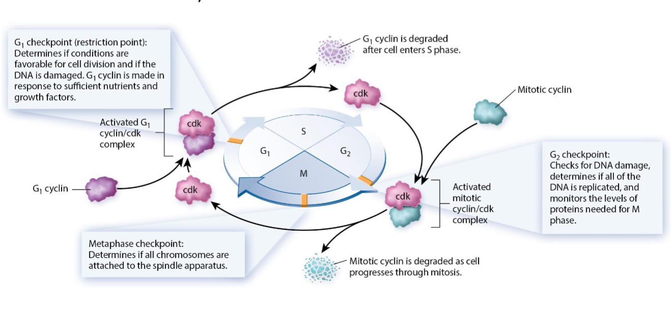 <p><span>CDKs become activated when they bind to cyclins, allowing them to act as serine/threonine kinases that phosphorylate target proteins, driving progression through phases.</span></p>