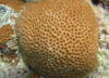 <p>what life form</p>