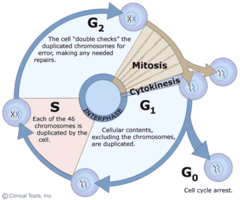 <p>most of teh cell is spent here (g1, s, g2) → cell grows and synthesis new DAN for cell division</p>