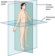 <p>Sagittal (divides body into right and left), Frontal (divides body into front and back), Transverse (divides body into upper and lower).</p>