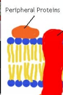 <p>Embedded on only one side of the membrane (outside or inside); never touches the fatty acid tails.</p>