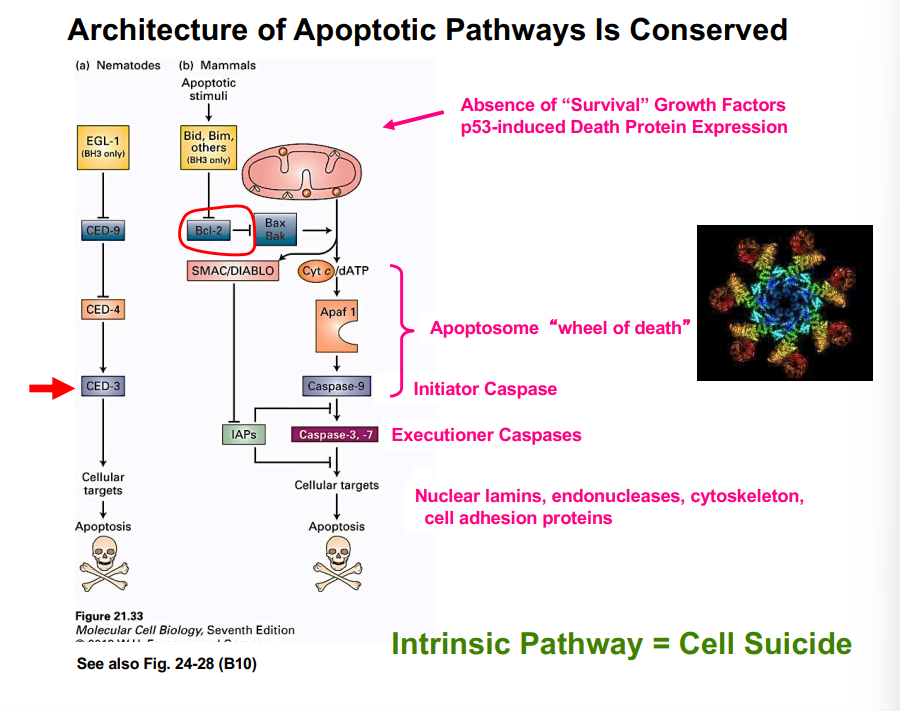 <p><span style="background-color: transparent;"><strong>The Intrinsic Pathway of Apoptosis (Cell Suicide)</strong></span></p>