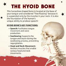 <p>Hyoid Bone</p>