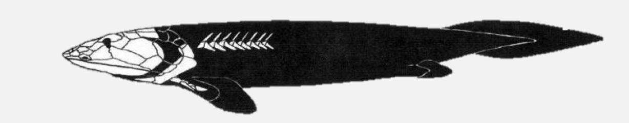 <ul><li><p class="Paragraph SCXO20969662 BCX4" style="text-align: left;"><span style="background-color: inherit; line-height: 19.55px; color: windowtext;">Loss of midline fins (dorsal and anal fins)</span><span style="line-height: 19.55px; color: windowtext;">&nbsp;</span></p><ul><li><p class="Paragraph SCXO20969662 BCX4" style="text-align: left;"><span style="background-color: inherit; line-height: 19.55px; color: windowtext;">Shared with tetrapods</span><span style="line-height: 19.55px; color: windowtext;">&nbsp;</span></p></li></ul></li><li><p class="Paragraph SCXO20969662 BCX4" style="text-align: left;"><span style="background-color: inherit; line-height: 19.55px; color: windowtext;">Borad, flattened head</span><span style="line-height: 19.55px; color: windowtext;">&nbsp;</span></p></li><li><p class="Paragraph SCXO20969662 BCX4" style="text-align: left;"><span style="background-color: inherit; line-height: 19.55px; color: windowtext;">Eyes on top of the head</span><span style="line-height: 19.55px; color: windowtext;">&nbsp;</span></p></li><li><p class="Paragraph SCXO20969662 BCX4" style="text-align: left;"><span style="background-color: inherit; line-height: 19.55px; color: windowtext;">Still marine</span><span style="line-height: 19.55px; color: windowtext;">&nbsp;</span></p></li></ul><p></p>