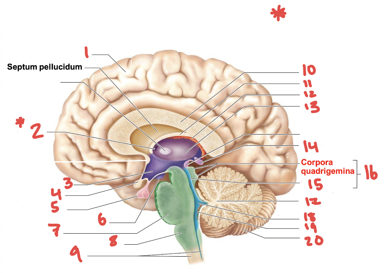 <p>What is number 13 *</p>