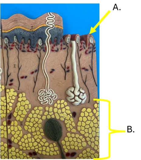 <p>a</p>