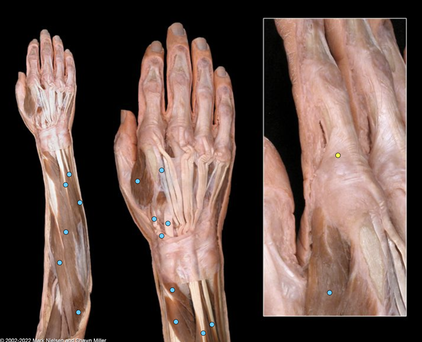 knowt flashcard image