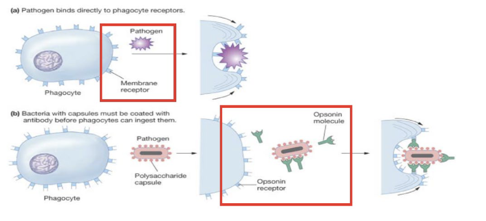 <p><span>Phagocytosis may be induced directly through PRRs recognition or indirectly through opsonin recognition</span></p>