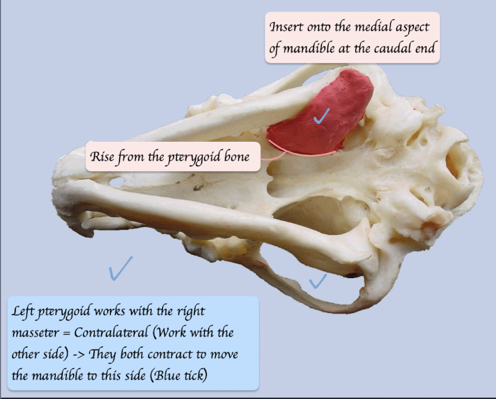 <p>O: Pterygopalatine region</p><p>I: Medial aspect of mandible</p><p>Function: <mark data-color="#e81f1f" style="background-color: #e81f1f; color: inherit">Move mandible upwards, medially and forward</mark></p>
