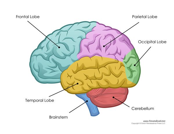 <p>Function of the Temporal Lobe </p>