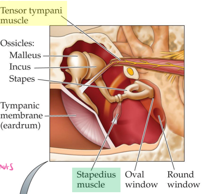 <p>2 muscles in middle ear can contract to inhibit vibration in the ossicles - help prevent damage</p><p>Have delay</p><ul><li><p>Tensor tympani - attached to malleus </p></li><li><p>Stapedius - attaches to stapes </p></li></ul><p></p>