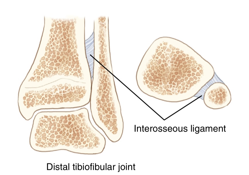 <p>what is the function, structure, and movement of this joint?</p>