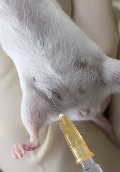 <p>Done in small animals and birds </p><ul><li><p>5/8th of an inch needle size</p></li><li><p>Place animal in dorsal recumbency </p></li><li><p>Insert needle into the lower left quadrant of the abdomen at a 15-20 degree angle, bevel up</p></li></ul><p></p><p>Is SLOW ACTING (5 min), larger dose volume required </p><p></p><p>Have the potential to accidentally inject into fat, viscera, or subq space </p><p></p>