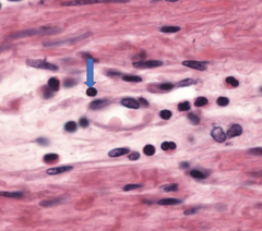 <p>Identify this cell</p>