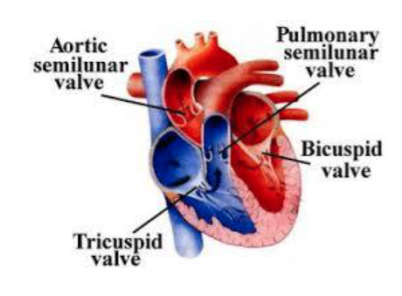 <p>Heart Valves</p>