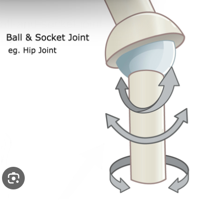 <p>Ball and scoket</p>