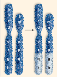 <p><span>The following picture depicts which of the following changes in chromosome structure?</span></p>