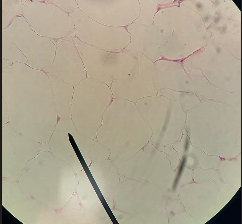 <p>ID cell</p>