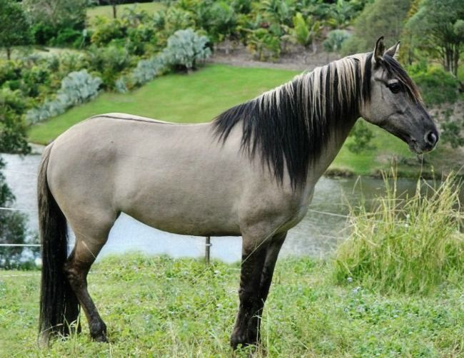 <p>grulla</p>