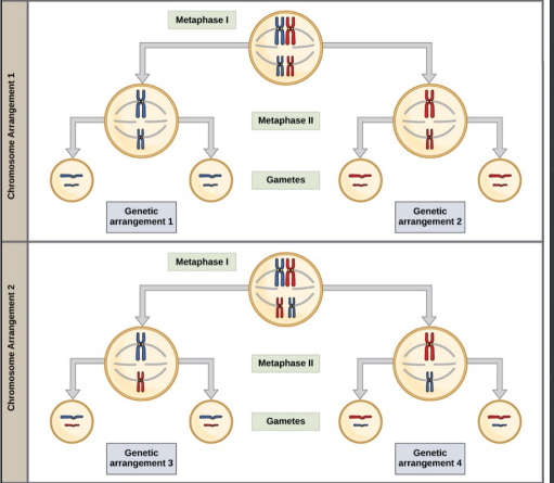 <p>Meiosis I consquences </p>