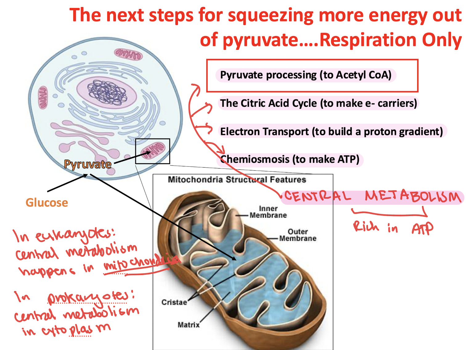 <p>in the cytoplasm </p>