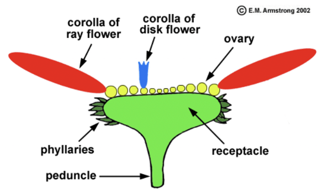 <p>inflorescence type; dense cluster of ray and disk flowers, surrounded by a leafy spathe (ex: Arum family)</p>