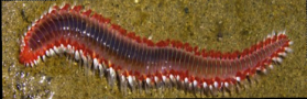 <p>What phylum and class and/or subclass does this belong to?</p>