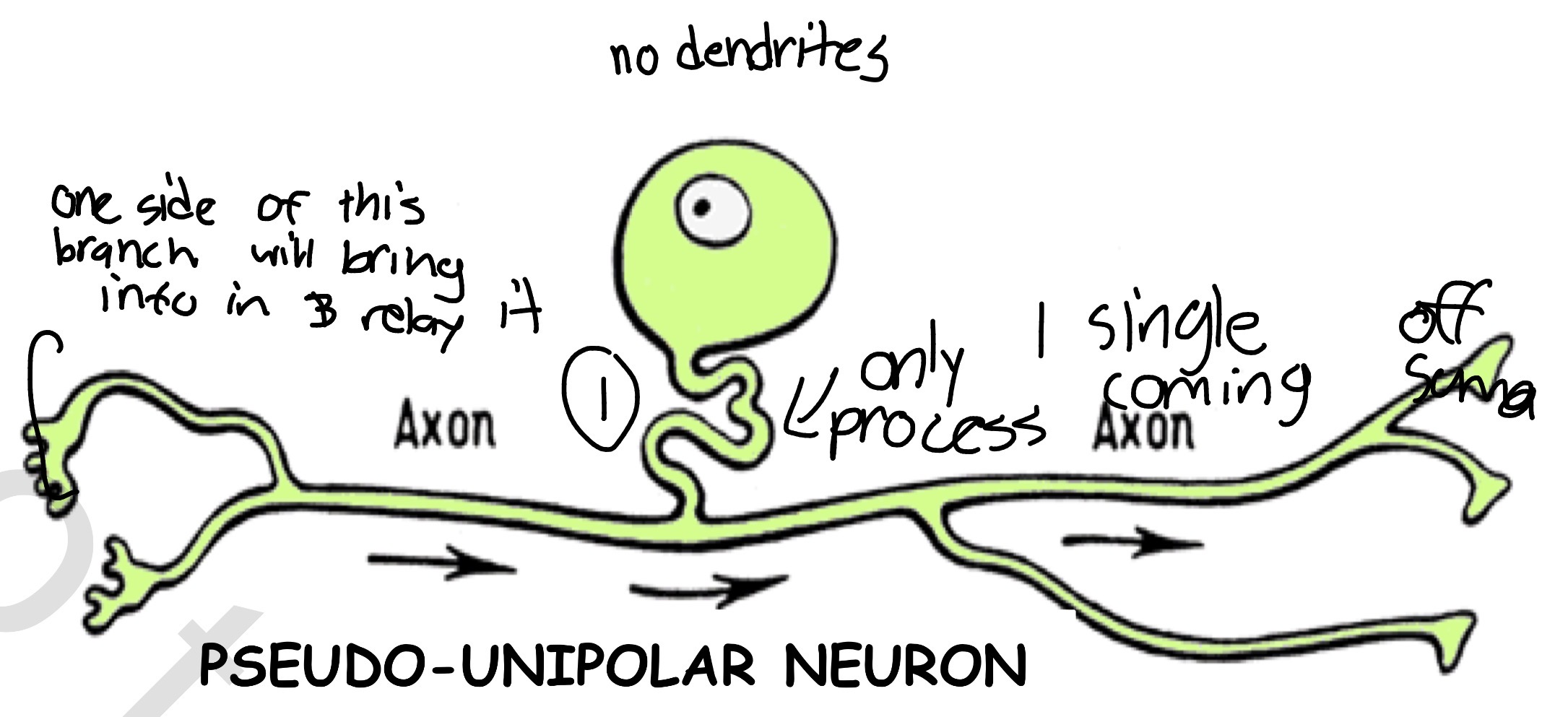 <p>Description: Single axon split into 2 branches; each branch goes in different direction</p><p>Location: Throughout body, closely associated with spinal cord</p><p>Function: Receives sensory information &amp; transmits to spinal cord</p>