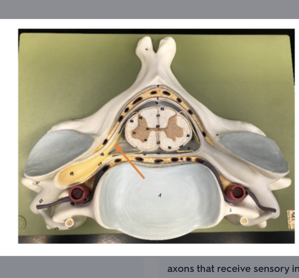 <p>contains axons of somatic sensory neurons</p>