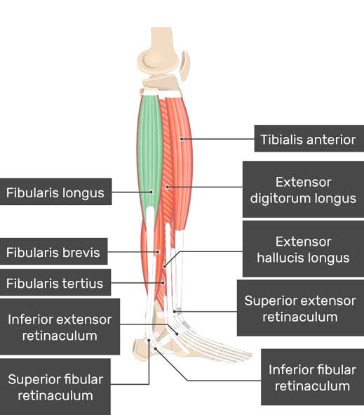 <p>fibularis longus and fibularis brevis muscles</p>