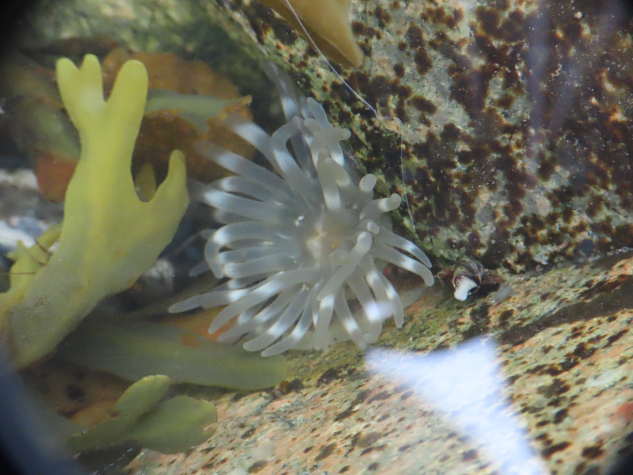 <p>Silver-spotted Anemone </p>