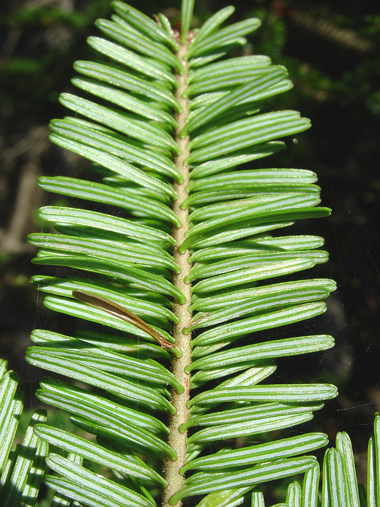 <p>Balsam Fir</p>
