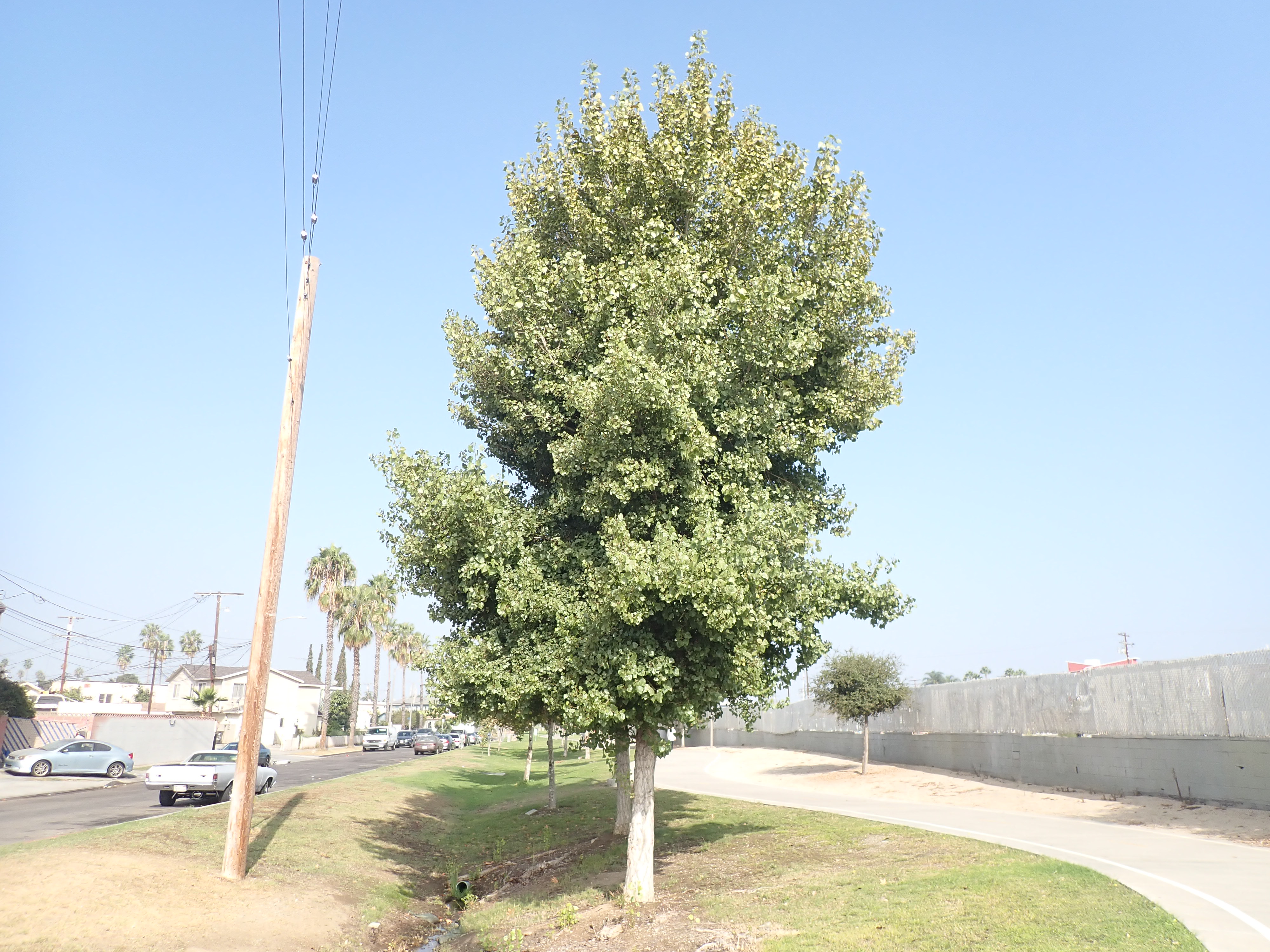<p>Populus fremontii - Fremont Cottonwood</p>